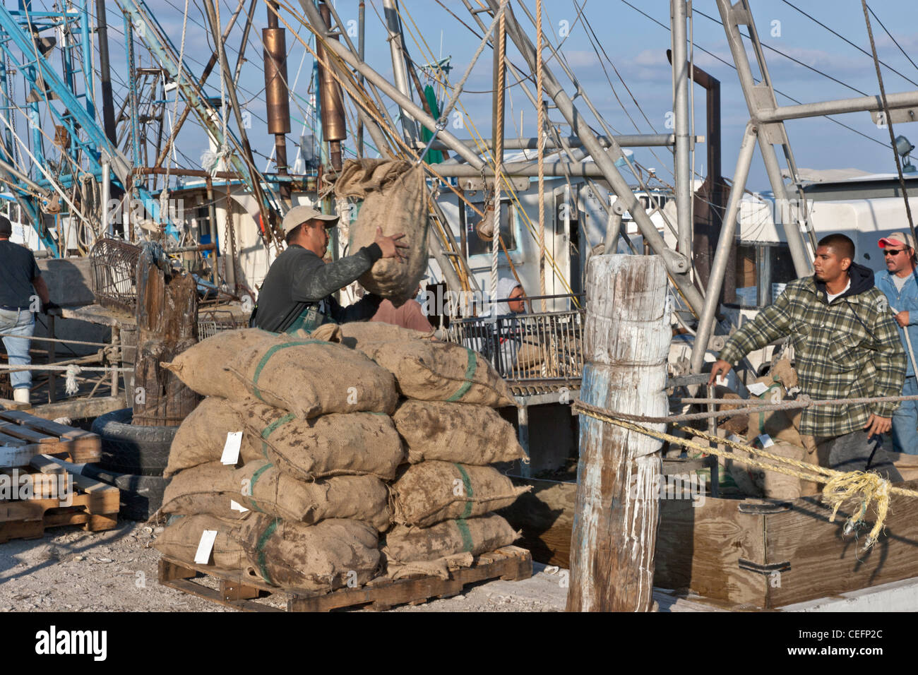 I pescatori lo scarico di 'sacked' ostriche raccolte dalla barca. Foto Stock