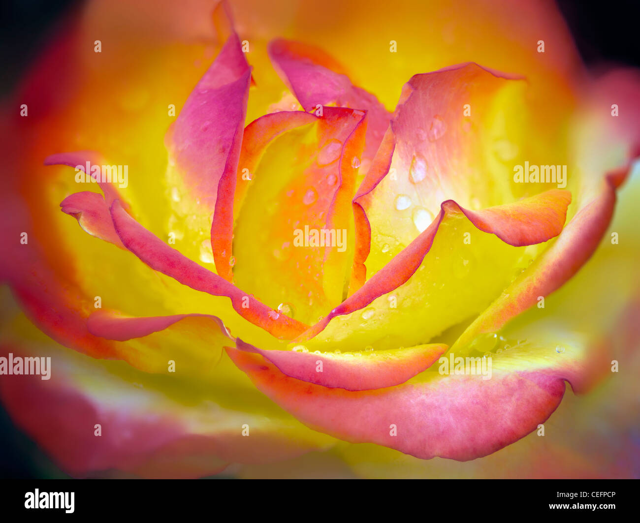 Taquila Sunrise rose. Oregon Foto Stock