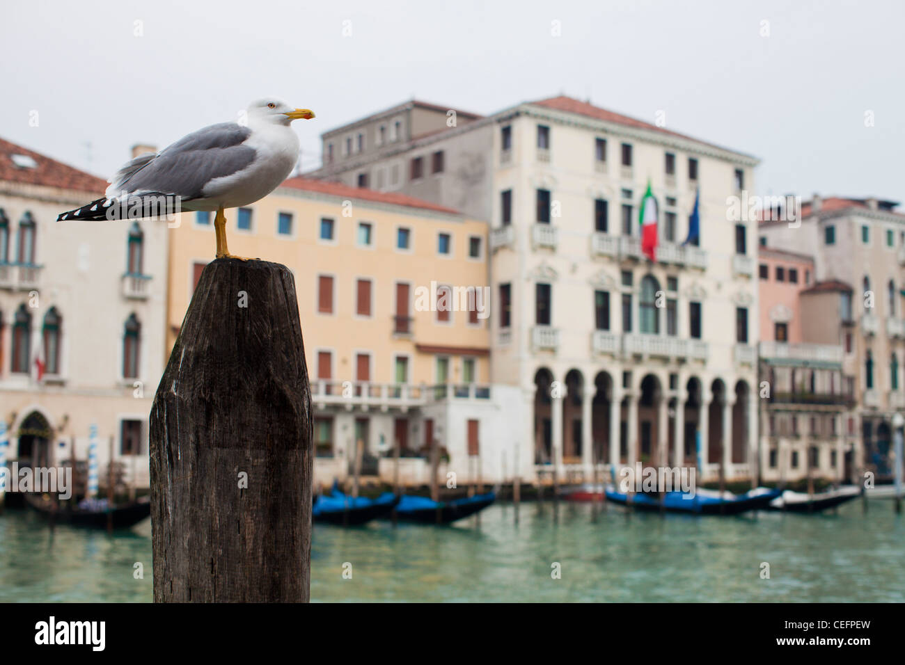Una sea gull utilizza al posto di ormeggio al sondaggio sul Canal Grande. Venezia, Italia. Foto Stock