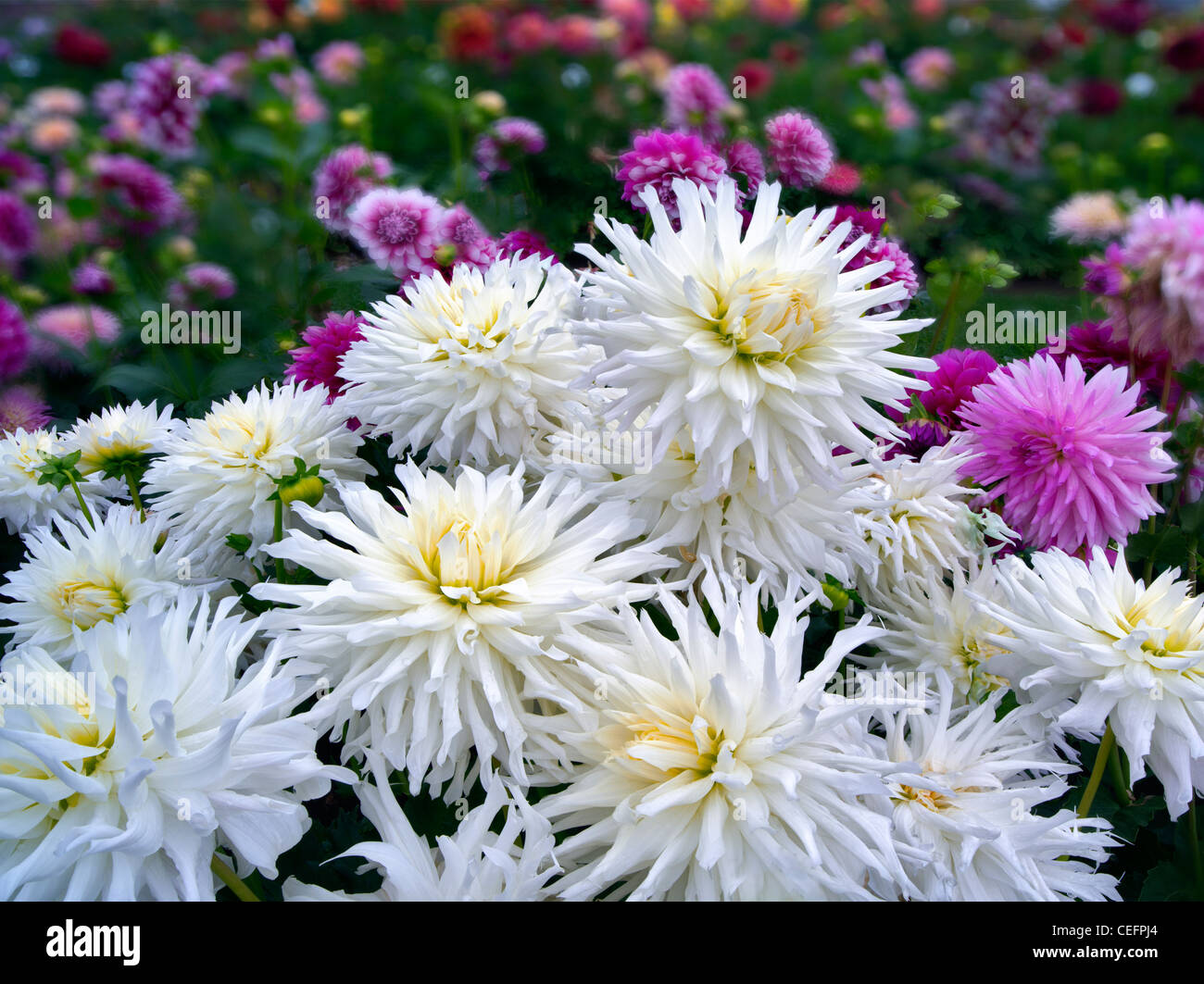 Close up Dahlia varietà momento magico. Oregon Foto Stock