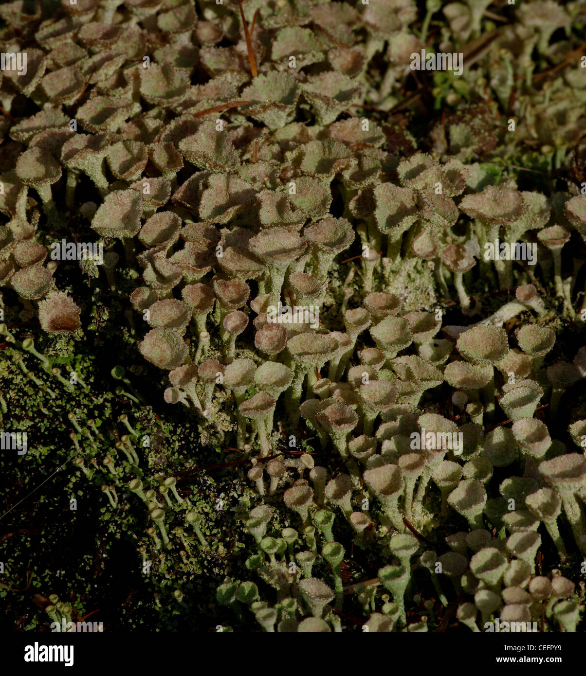 Cladonia fimbriata, un comune lichen, trovati sul marciume e registri di monconi di albero Foto Stock
