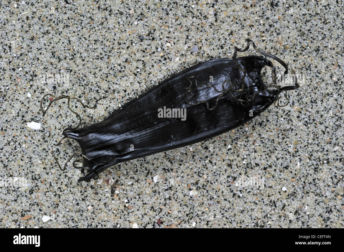 Il Mermaid portamonete / caso di uova di squalo pescecane (Scyliorhinus canicula) sulla spiaggia, Belgio Foto Stock