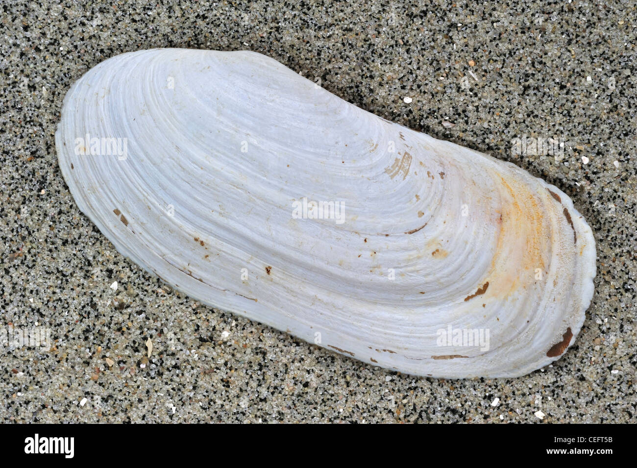 Lontra oblunga clam / lontra oblunga-shell (Lutraria magna) sulla spiaggia, Brittany, Francia Foto Stock