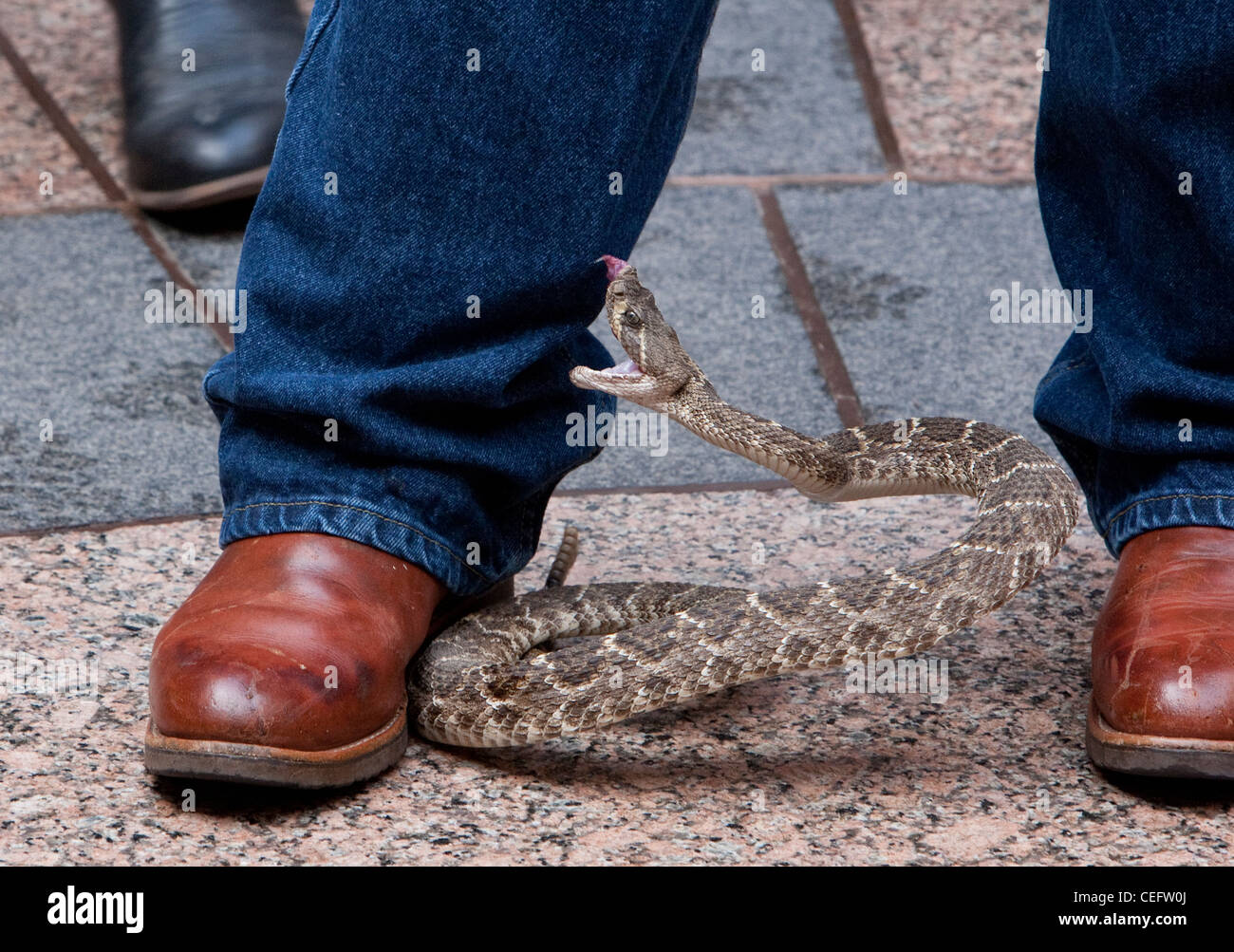 Morsi rattlesnake è il gestore, Riley Segatori durante una visita al Campidoglio dello Stato del Texas promuovere il Rattlesnake Foto Stock