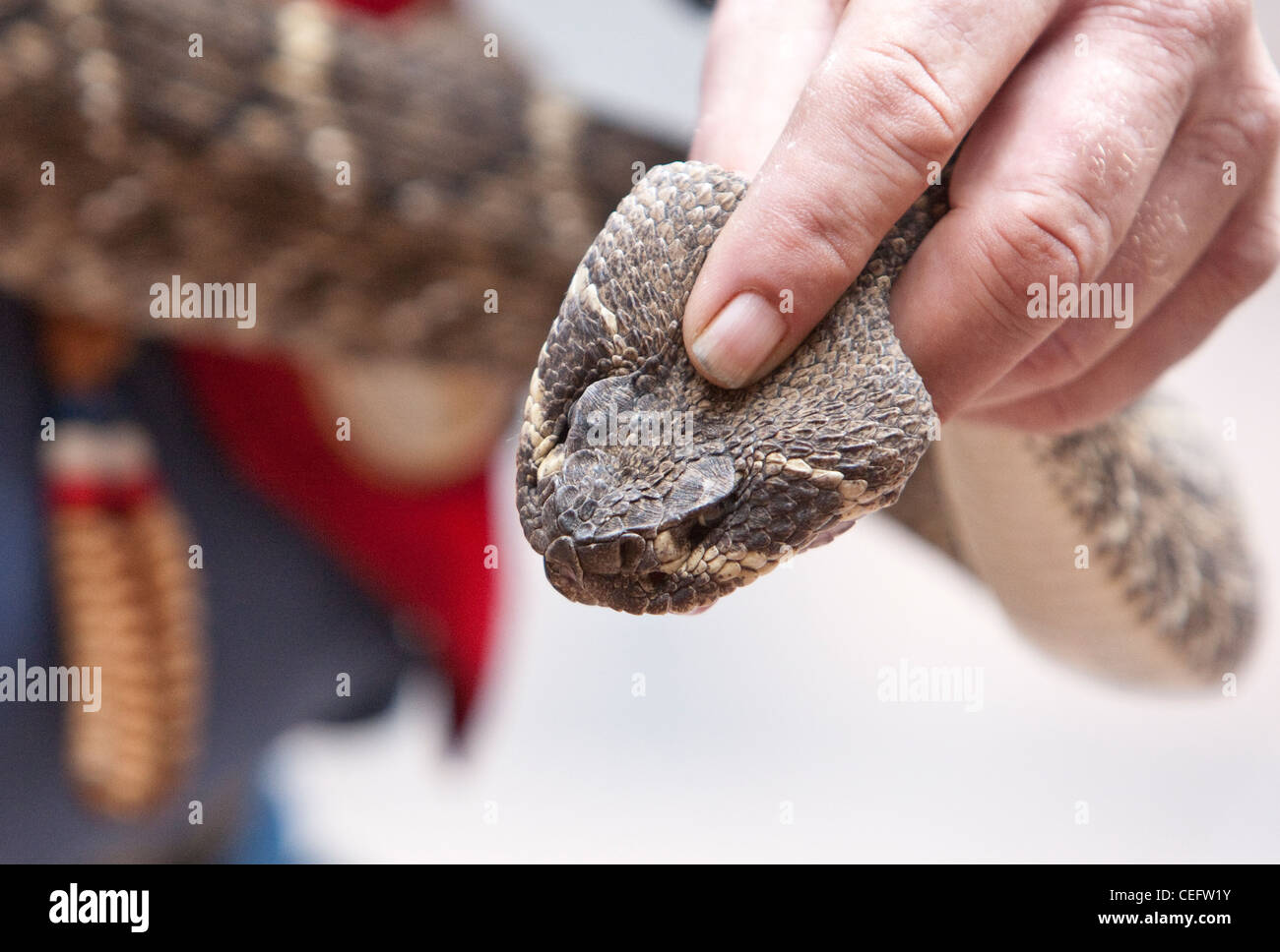 Gestore di serpente Riley Segatori durante una visita al Campidoglio del Texas per promuovere un rattlesnake roundup evento Foto Stock