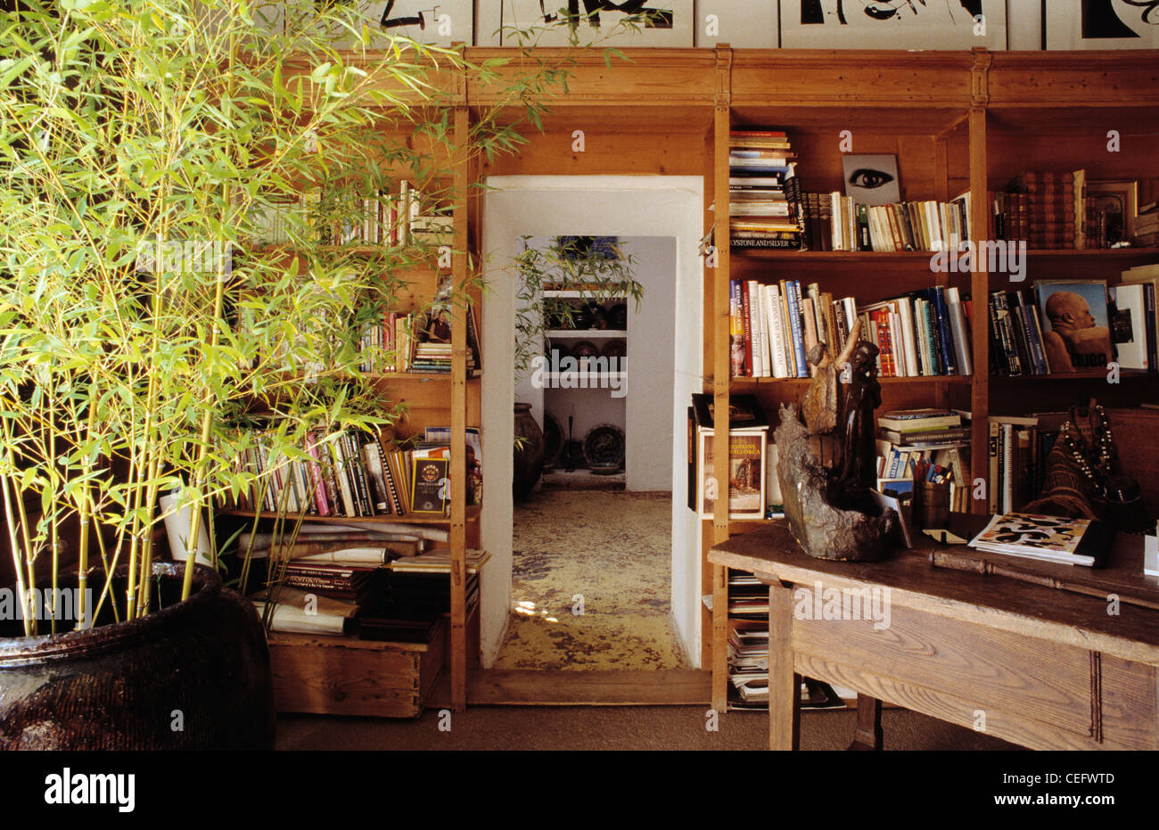 Piccolo albero di salice in pentola in studio di Maiorca con scaffali in legno e porta aperta al salotto di casa Foto Stock