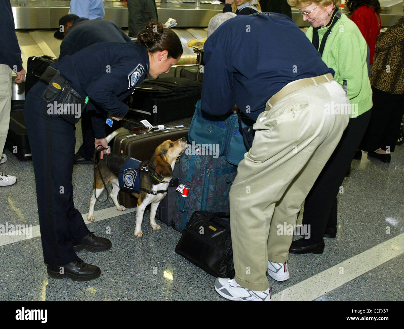Un membro di CBP vigili del Beagle si arresta per indagare un passeggeri in arrivo dai bagagli cercando vietato prod agricoli Foto Stock