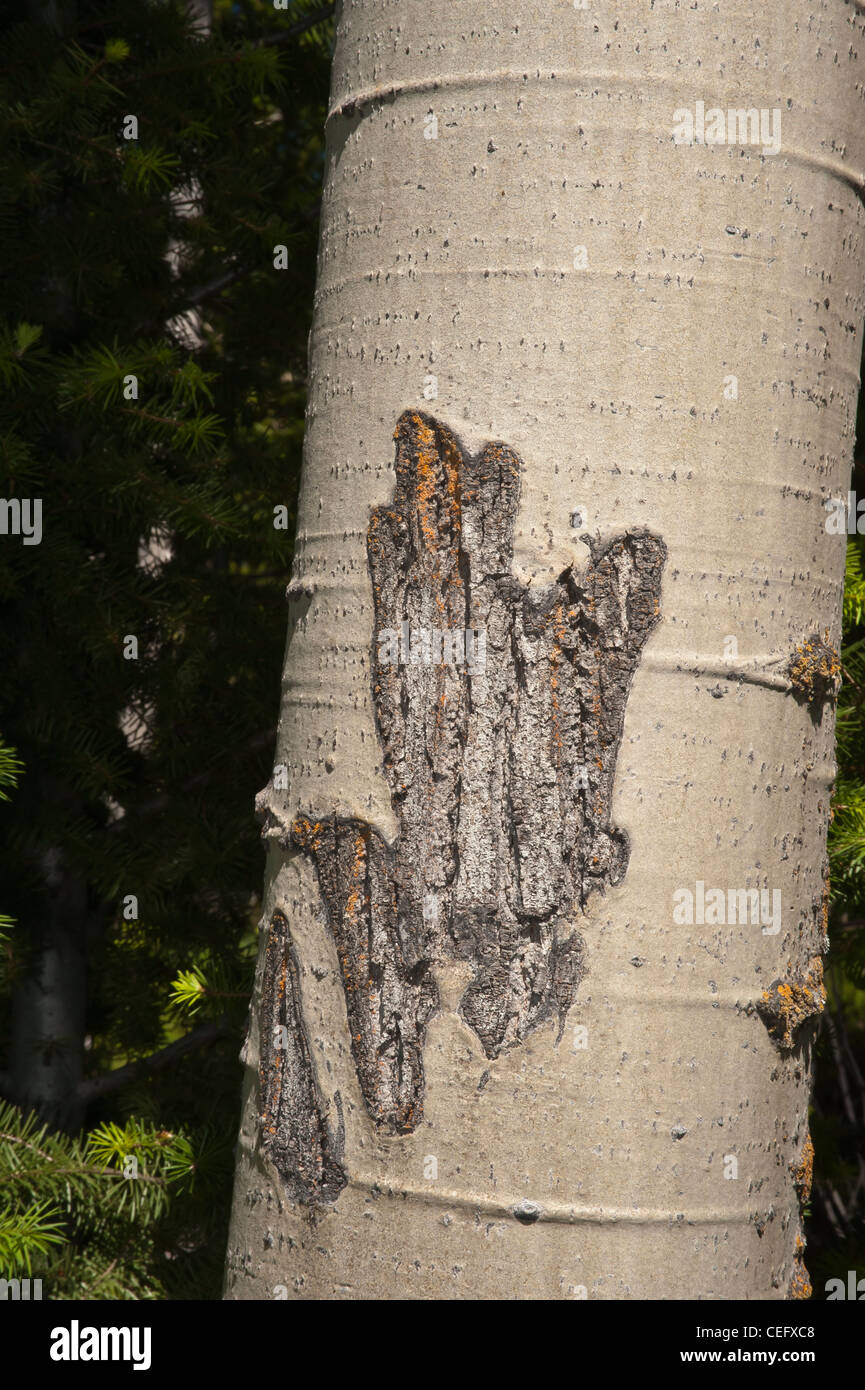 Contrassegni nell'Aspens da elk sono visto su una conservazione di servitù ranch vicino Drummond, Montana nelle montagne di granato. Foto Stock