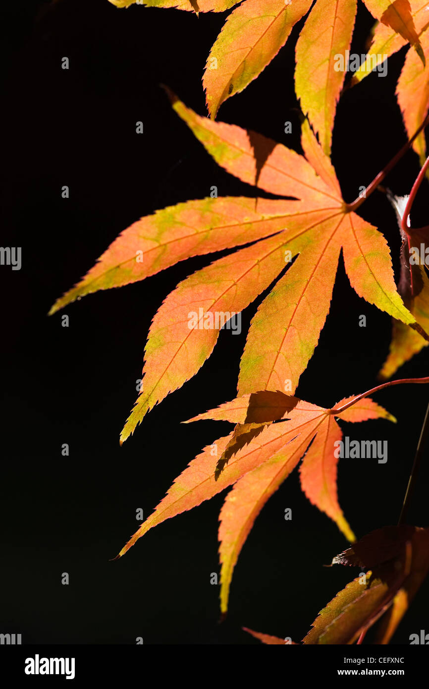 Acer palmatum. La luce del sole che splende su foglie di autunno. Foto Stock