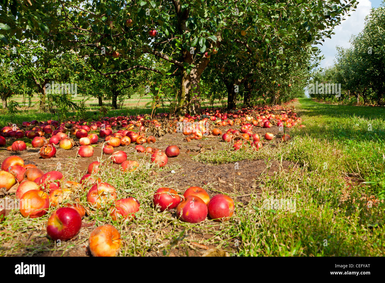 Mele sul suolo in un frutteto Foto Stock