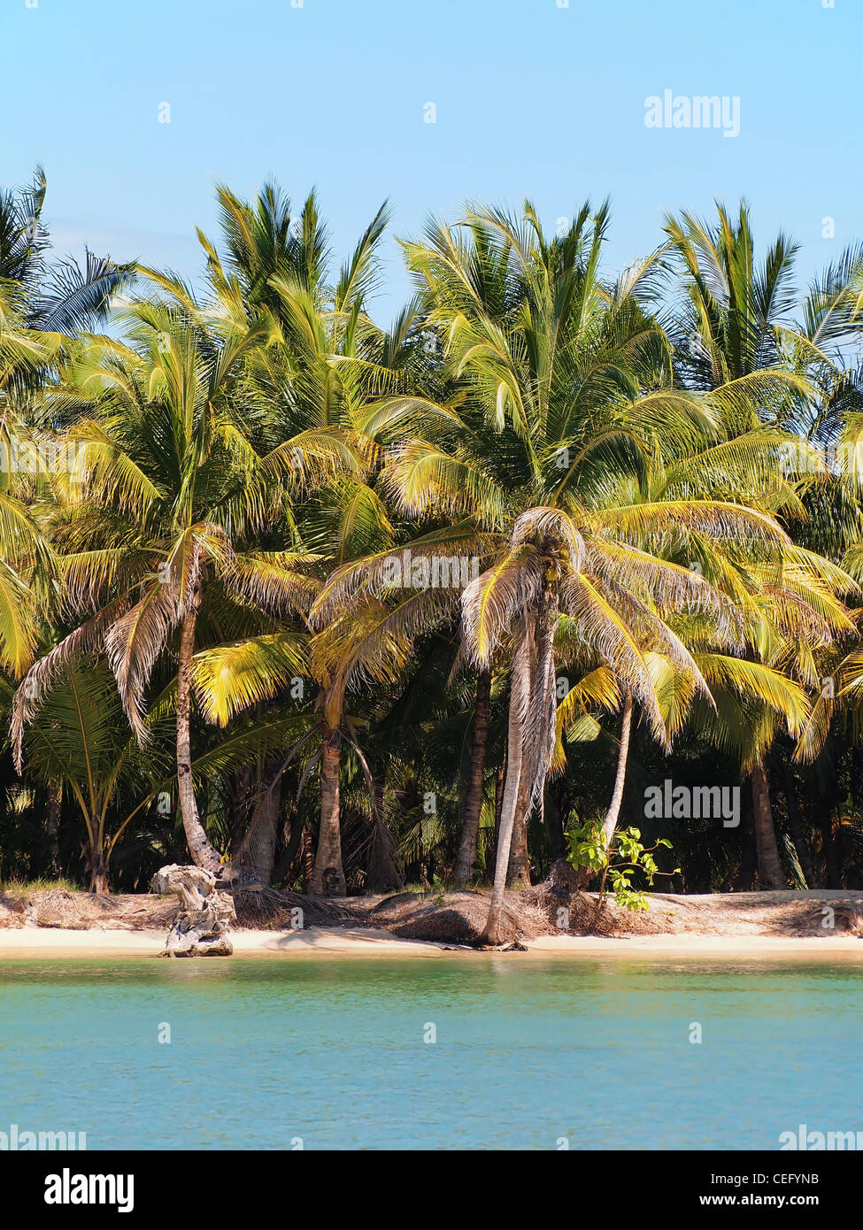 Spiaggia tropicale con palme di cocco Foto Stock