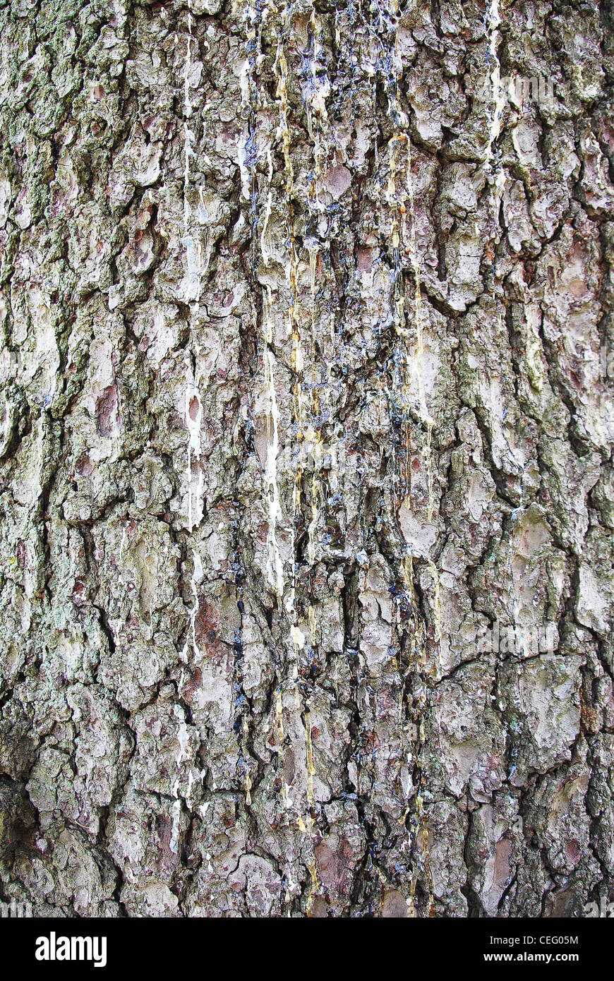Tree,corteccia,texture,pattern,cortex,sfondo,crosta, Foto Stock