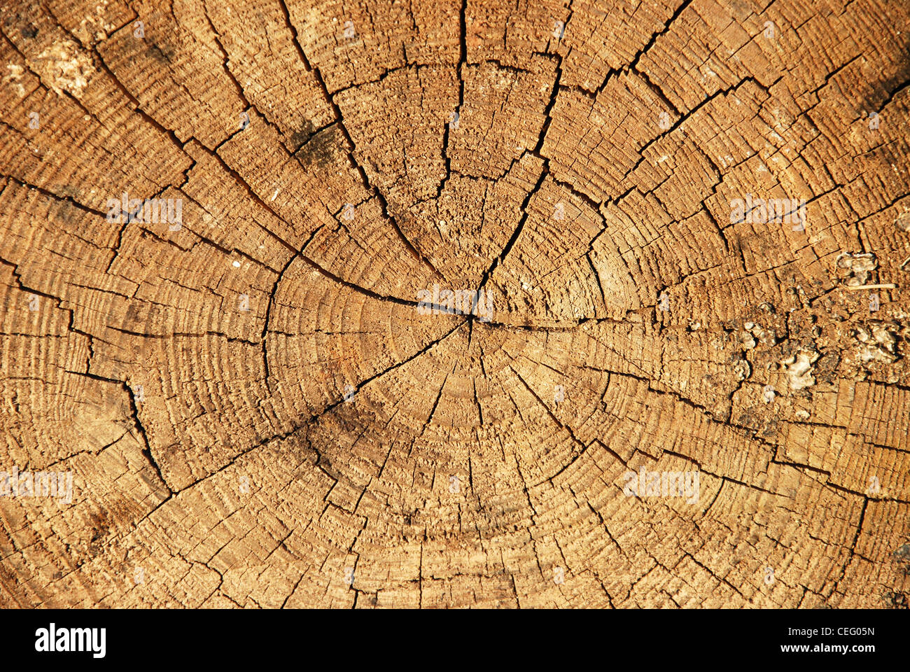 Tree,cross,corteccia,texture,circle,cortex,la cotenna,closeup Foto Stock