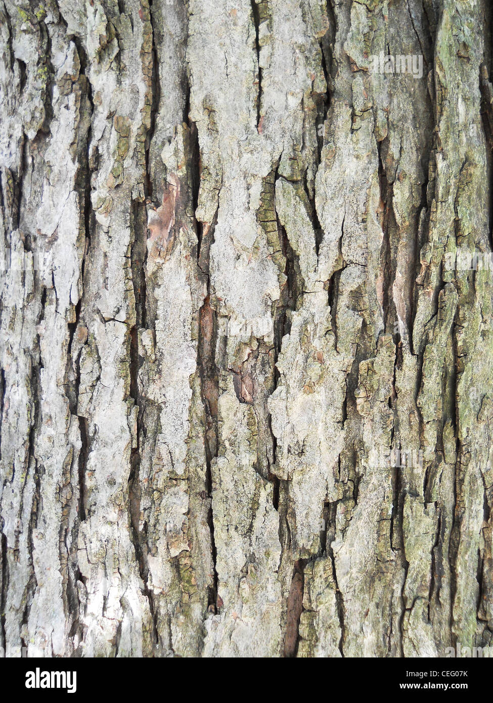 Tree,corteccia,texture,pattern,cortex,sfondo,crosta, Foto Stock
