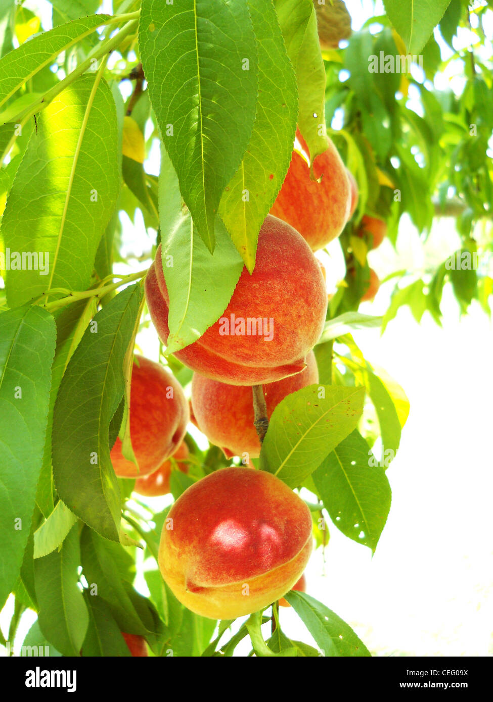 Tree,peach,agriturismo,giardino,fresche, frutta,crescere,filiali Foto Stock