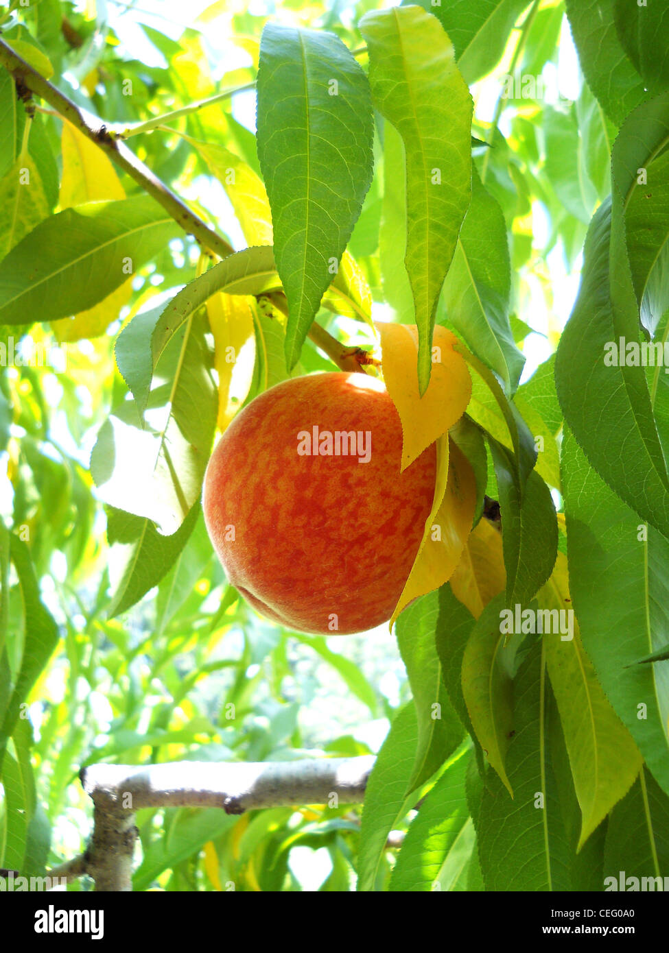 Tree,peach,agriturismo,giardino,fresche, frutta,crescere,filiali Foto Stock