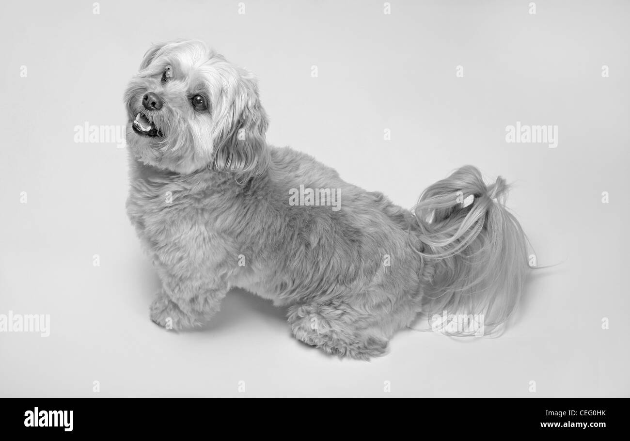 Felice piccolo cane ritratto in bianco e nero Foto Stock