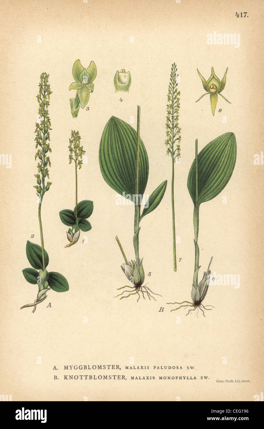 Bog sommatore bocca del orchid, Hammarbya paludosa, bianco e del sommatore bocca orchid, Malaxis monophyllos. Foto Stock