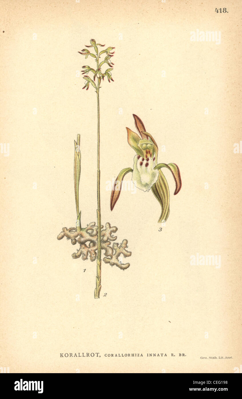 Northern coralroot orchid, Corallorhiza trifida. Foto Stock