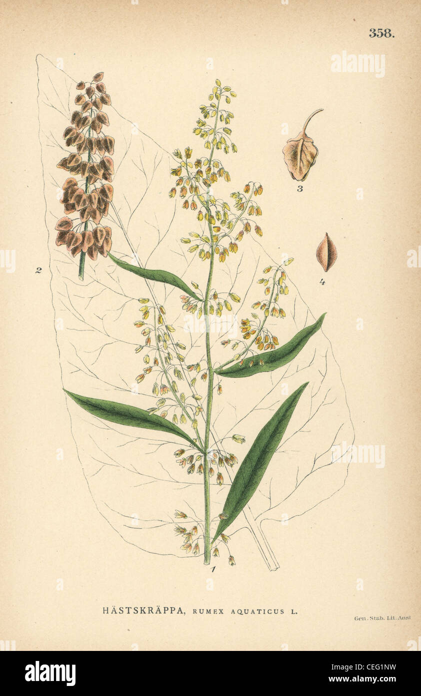 Western dock, Rumex aquaticus. Foto Stock