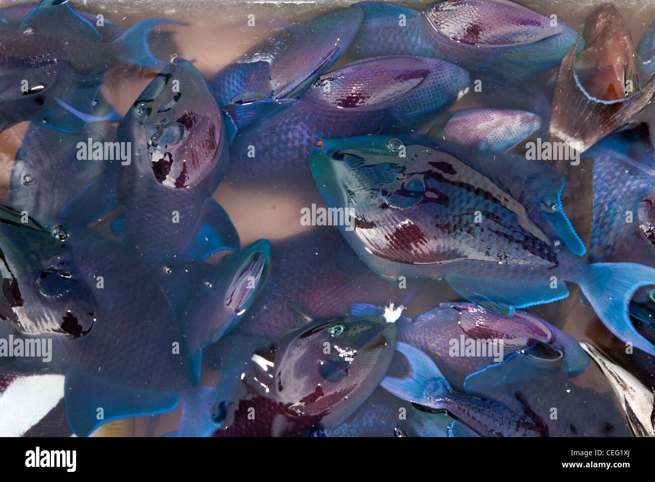 La pesca del giorno, maschio, Oceano Indiano, Maldive Foto Stock