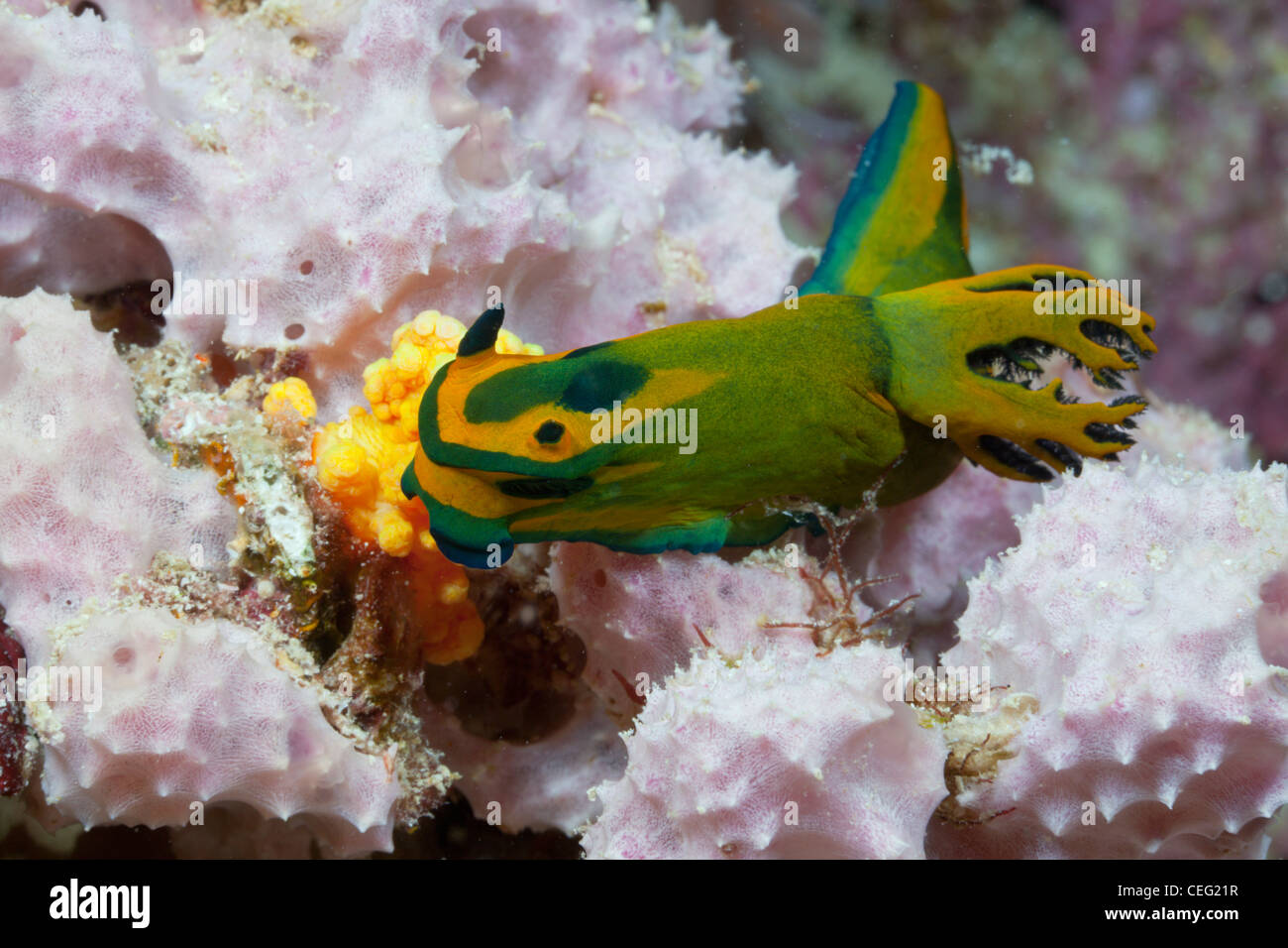 Mollusco Marino Immagini E Fotos Stock Alamy
