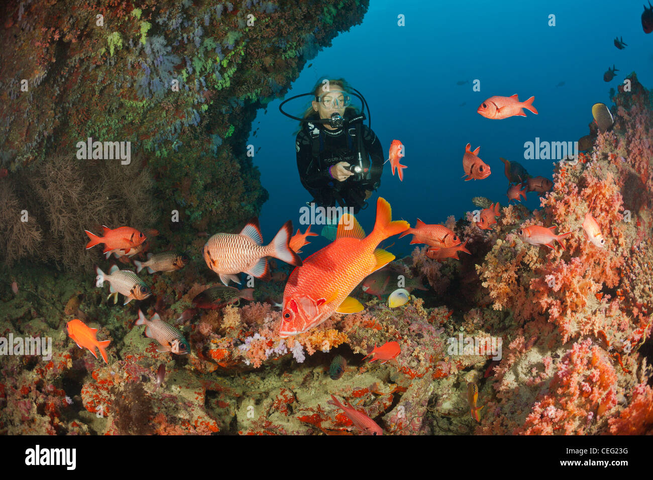 Scuba Diver coralline e pesci, North Male Atoll, Oceano Indiano, Maldive Foto Stock