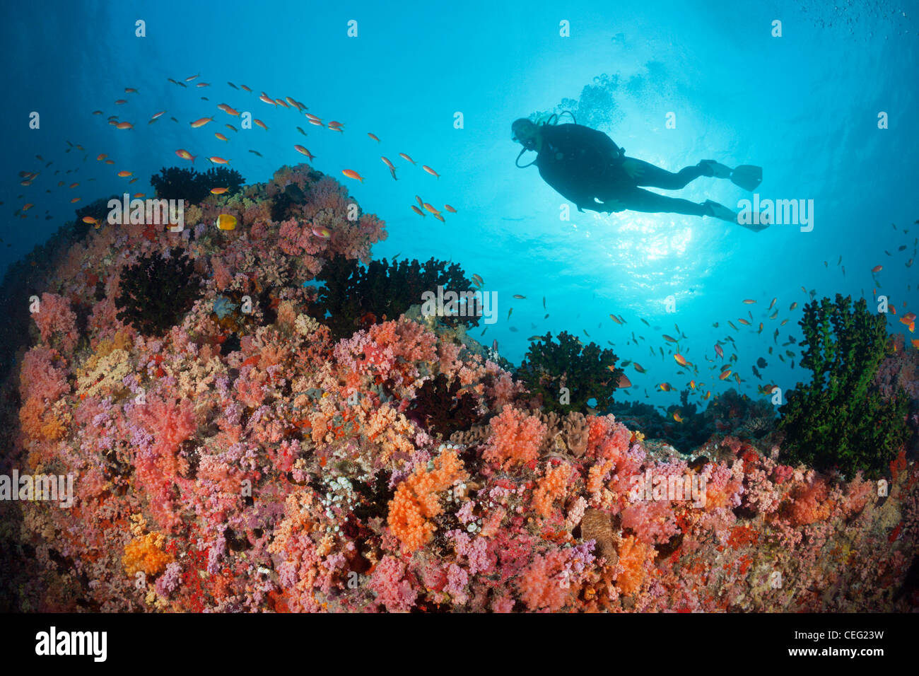 Immersioni sulla barriera corallina, North Male Atoll, Oceano Indiano, Maldive Foto Stock