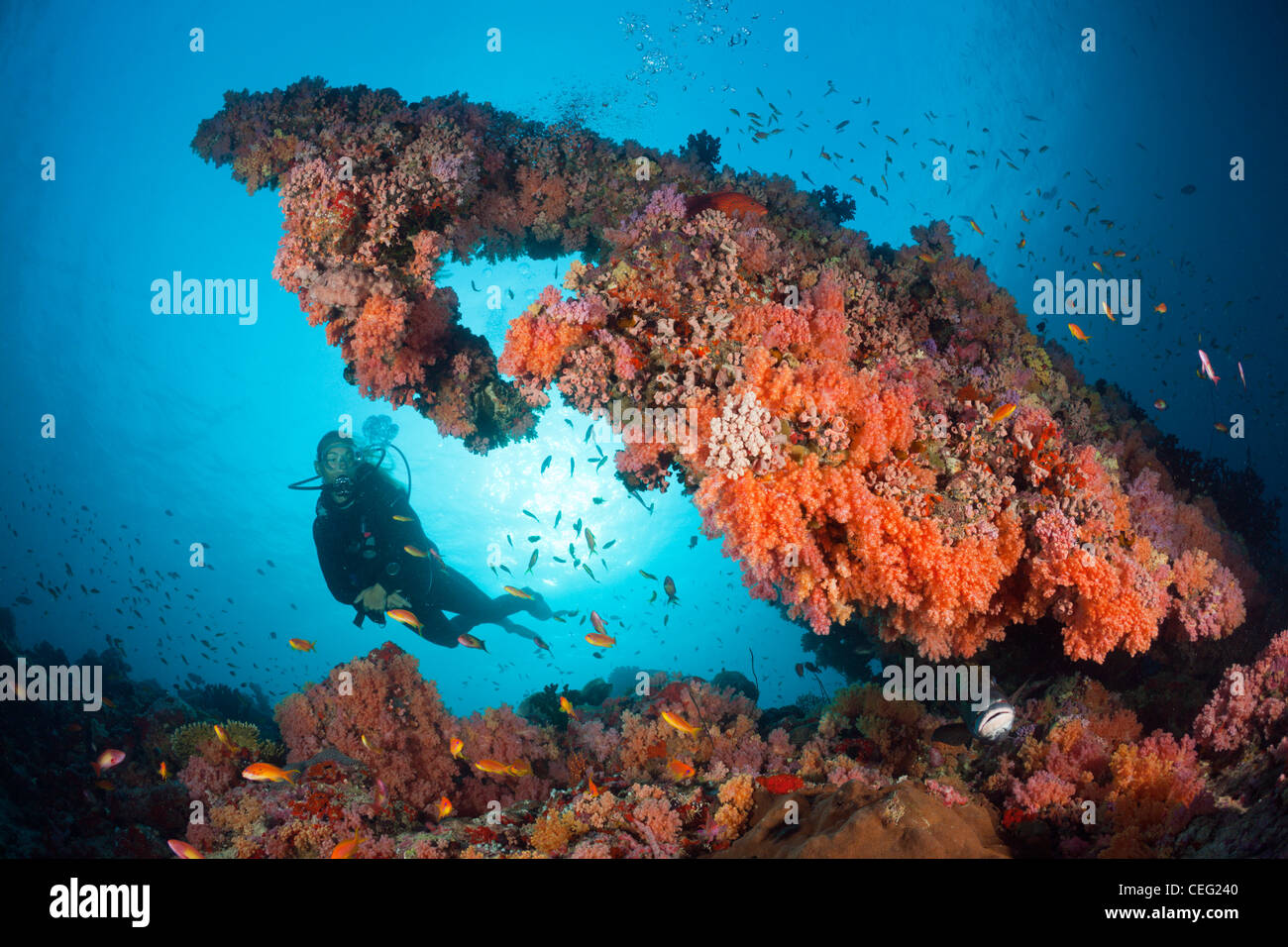 Immersioni sulla barriera corallina, North Male Atoll, Oceano Indiano, Maldive Foto Stock