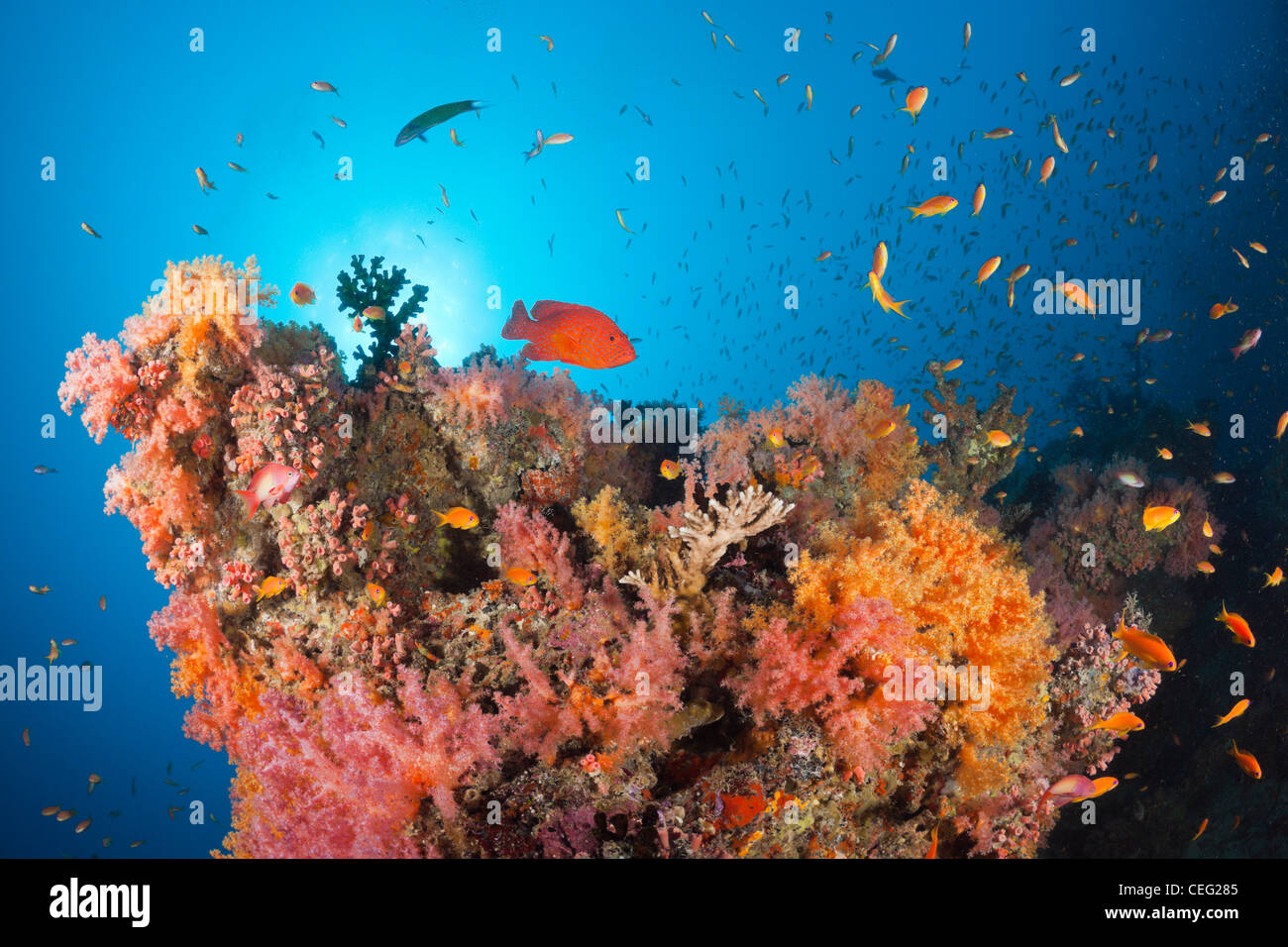 Pesci corallo su Soft Coral Reef, Baa Atoll, Oceano Indiano, Maldive Foto Stock