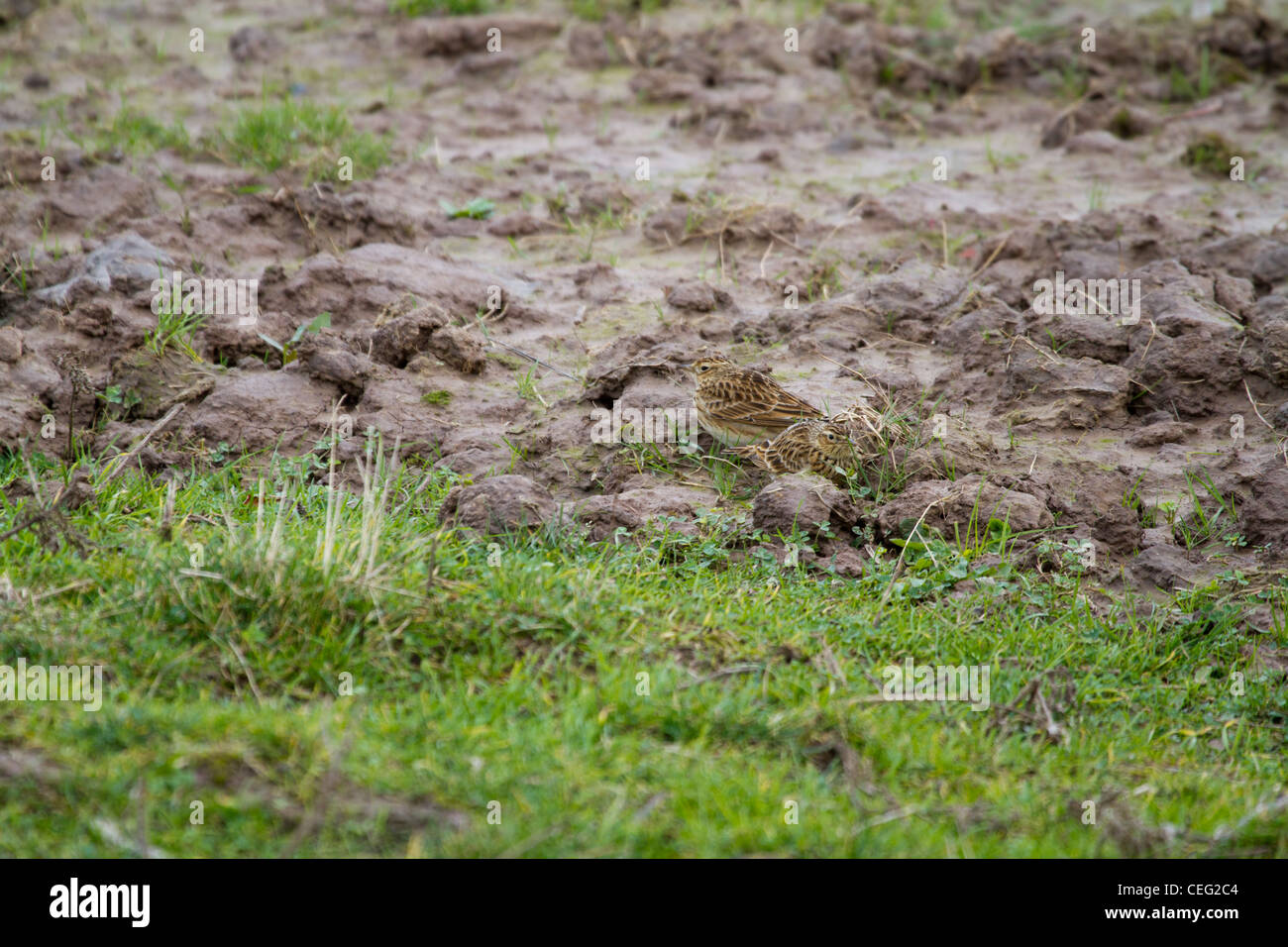 Twite (Carduelis flavirostris) sul terreno in cerca di cibo Foto Stock