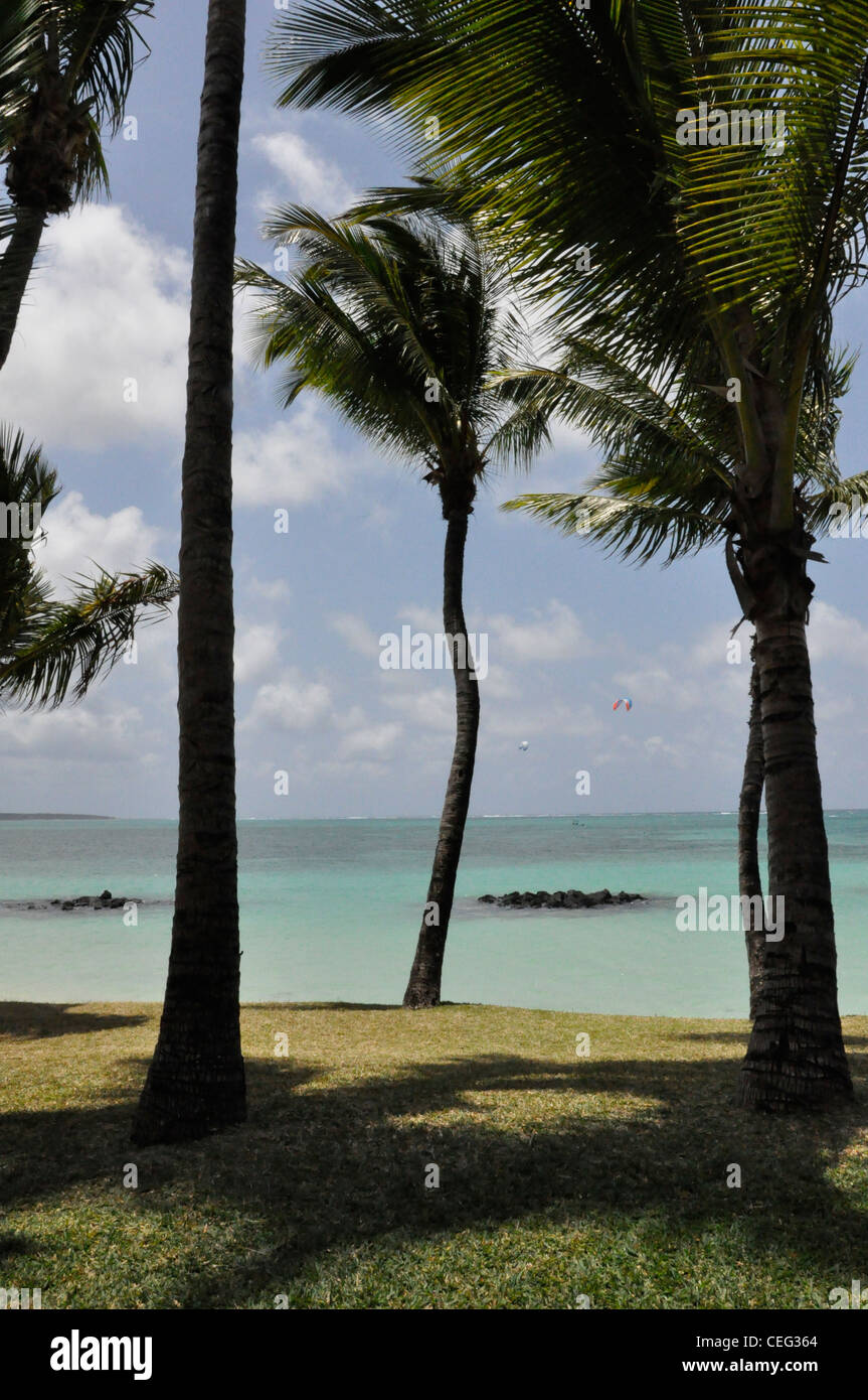 Sun Lit palme subtropicale in riva al mare Foto Stock