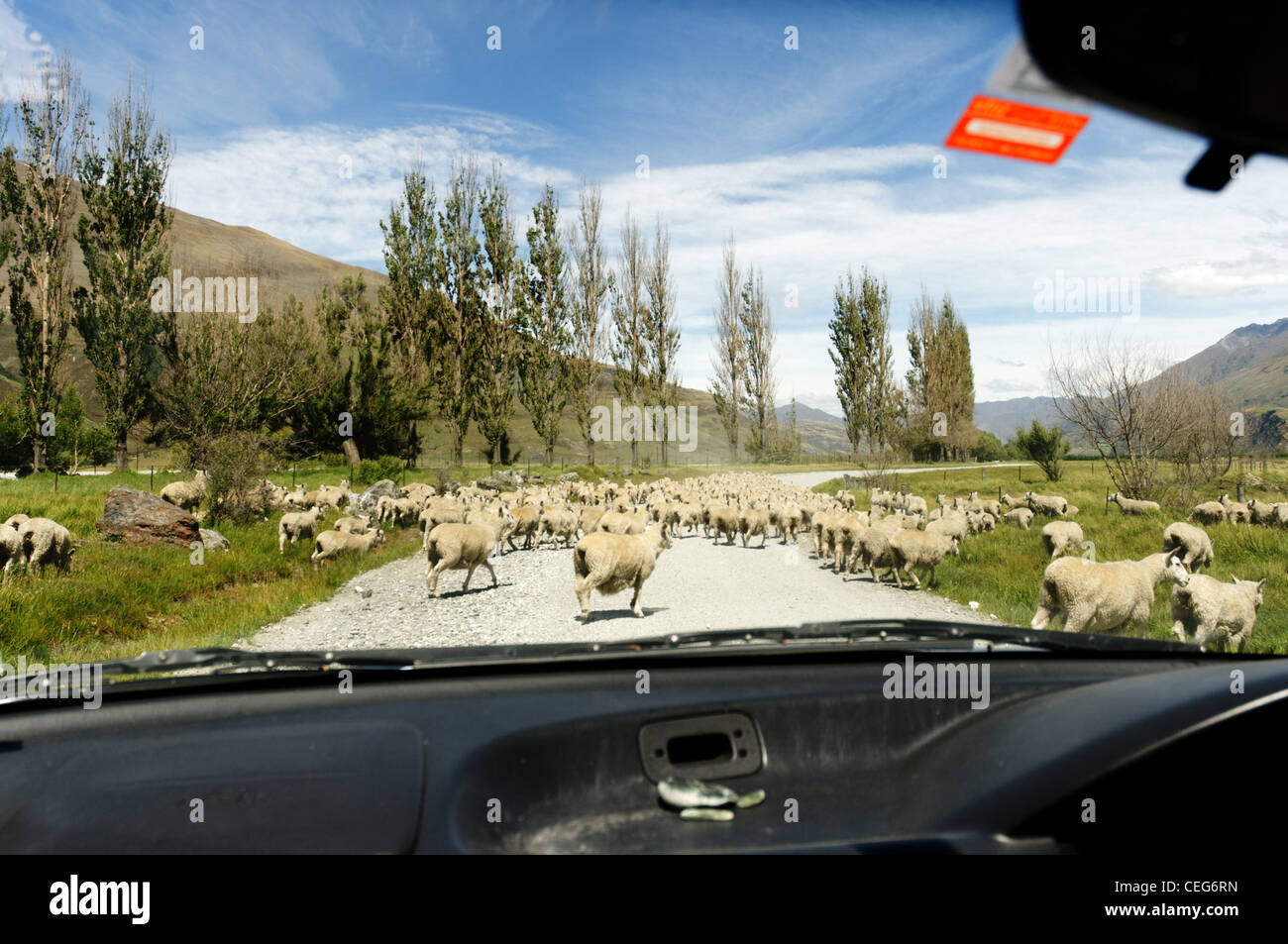 Pecore blocca la strada di Monte aspiranti National Park, Nuova Zelanda Foto Stock