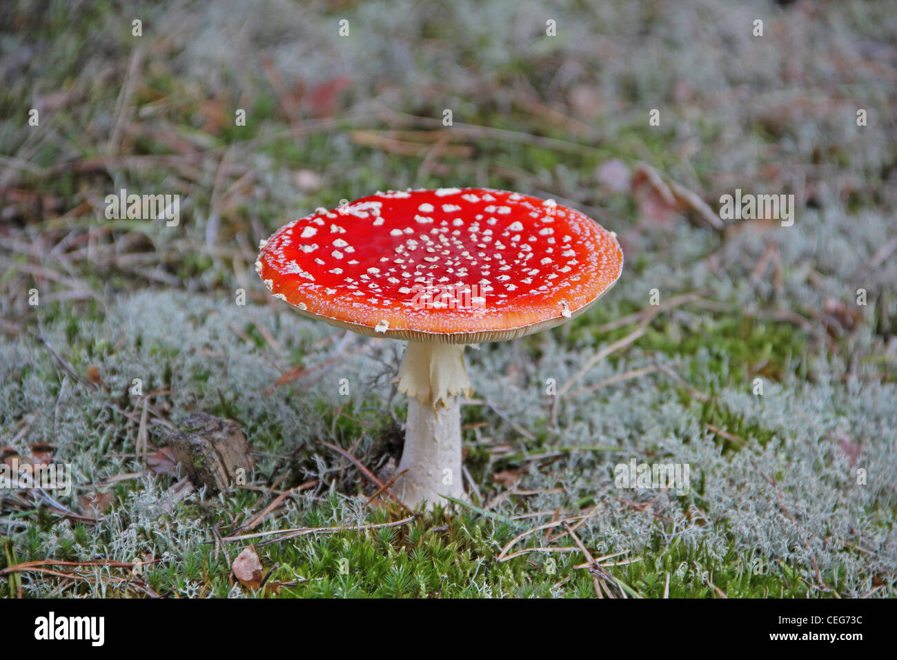 Fly agaric mushroom Foto Stock