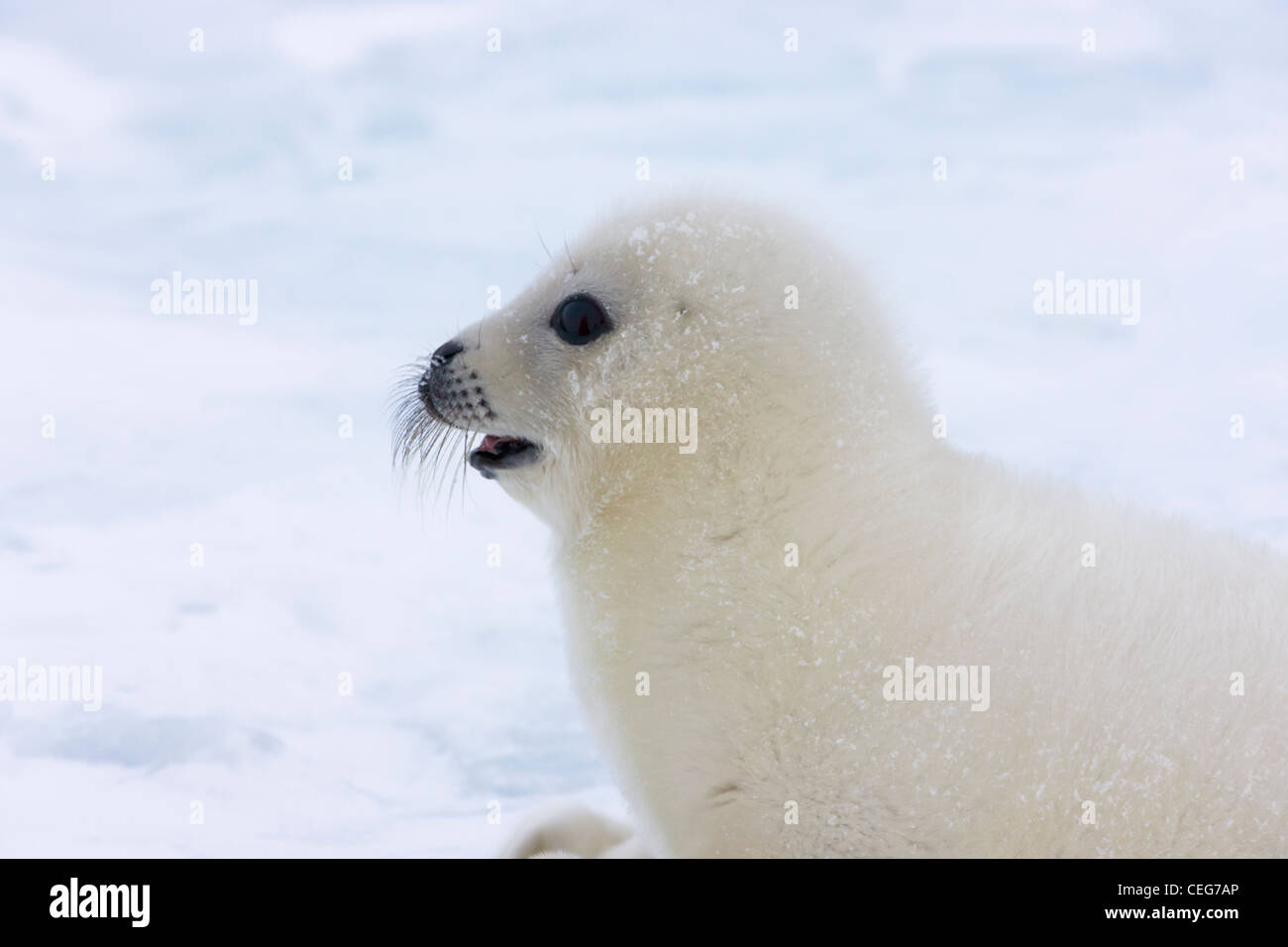 Arpa di cucciolo di tenuta su ghiaccio, Iles de la Madeleine, Canada Foto Stock