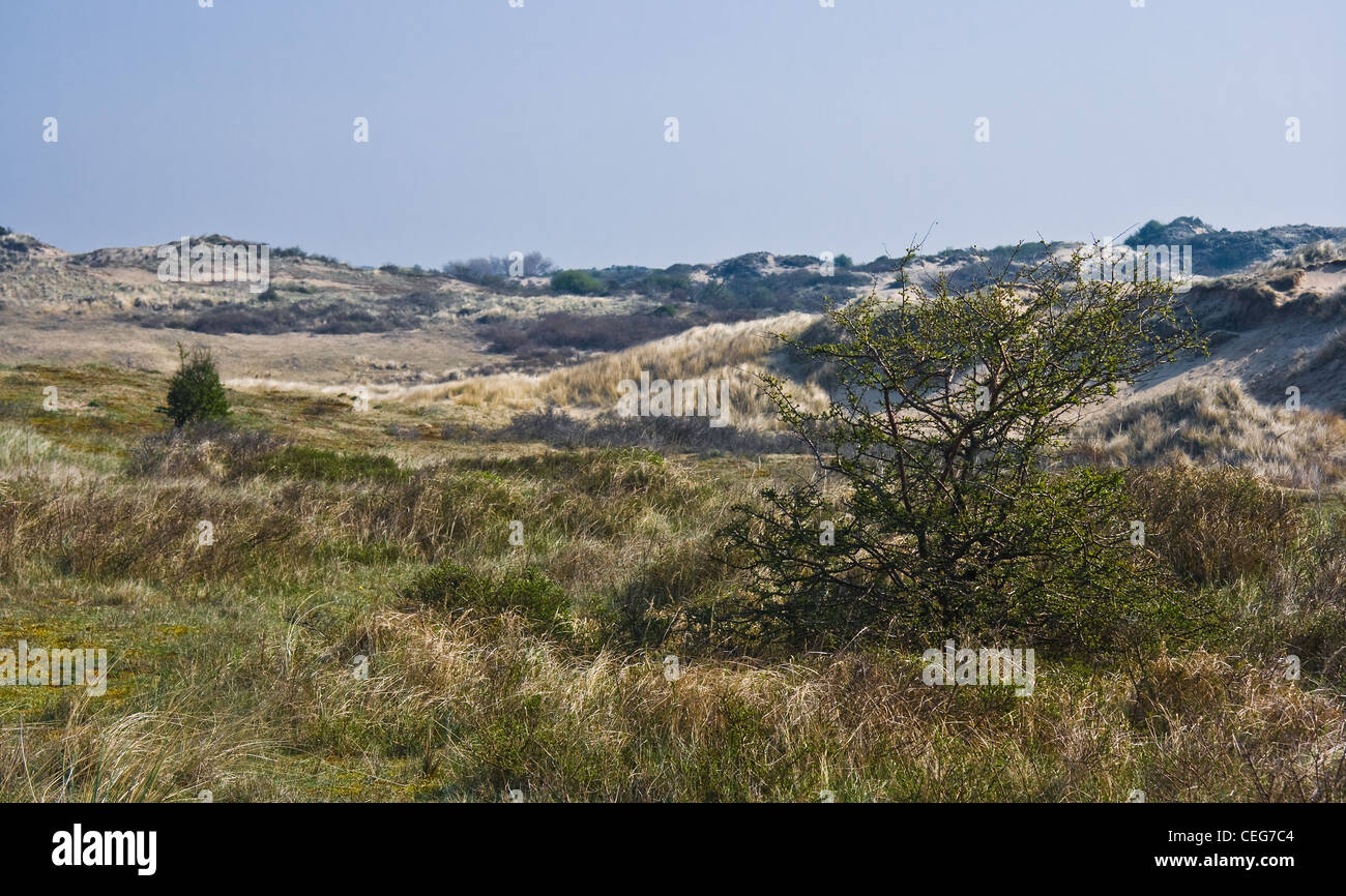 Paesaggio di Dune con erba, cespugli e cielo blu sulla giornata di sole in primavera Foto Stock