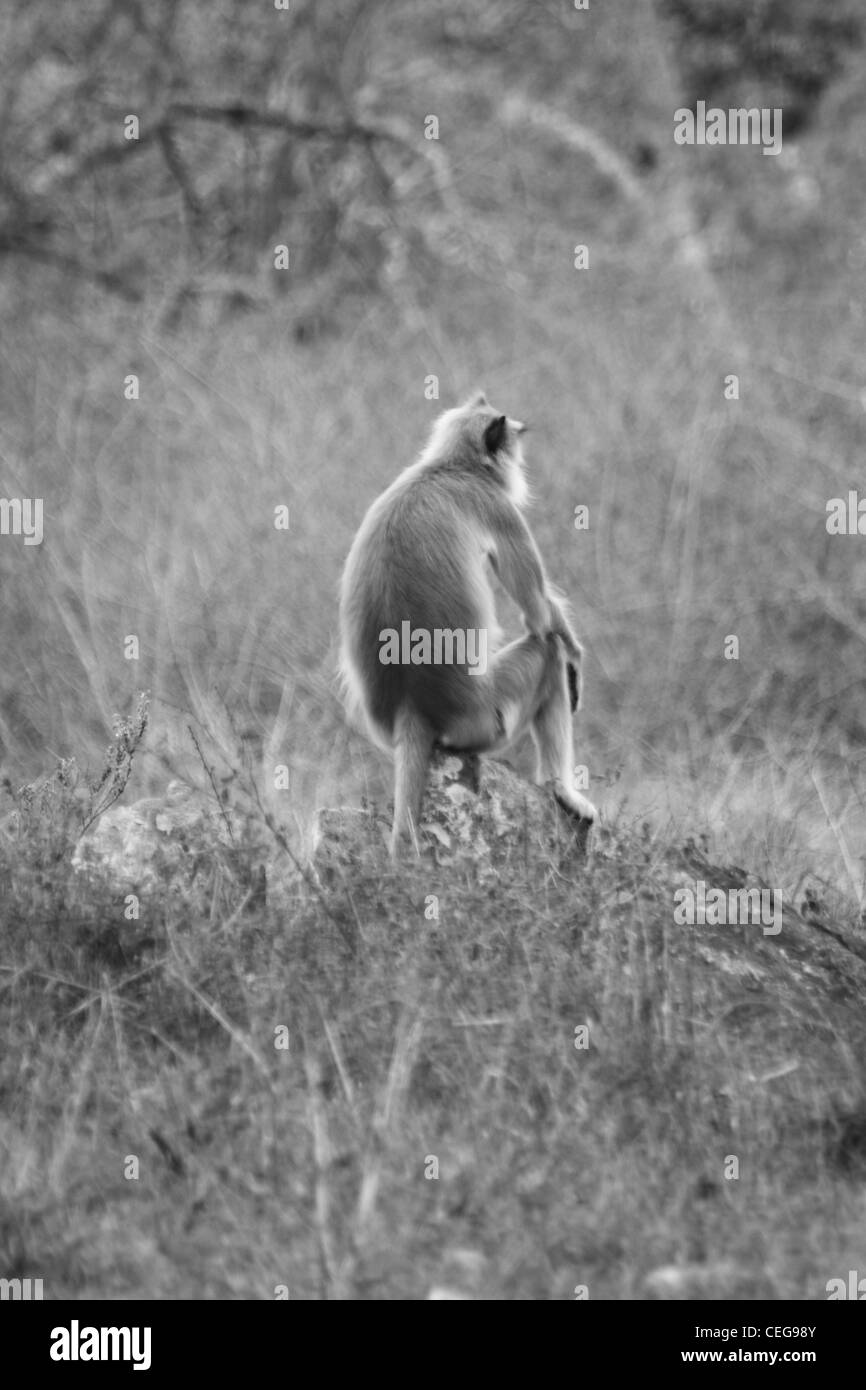 Lonesome Langur Foto Stock