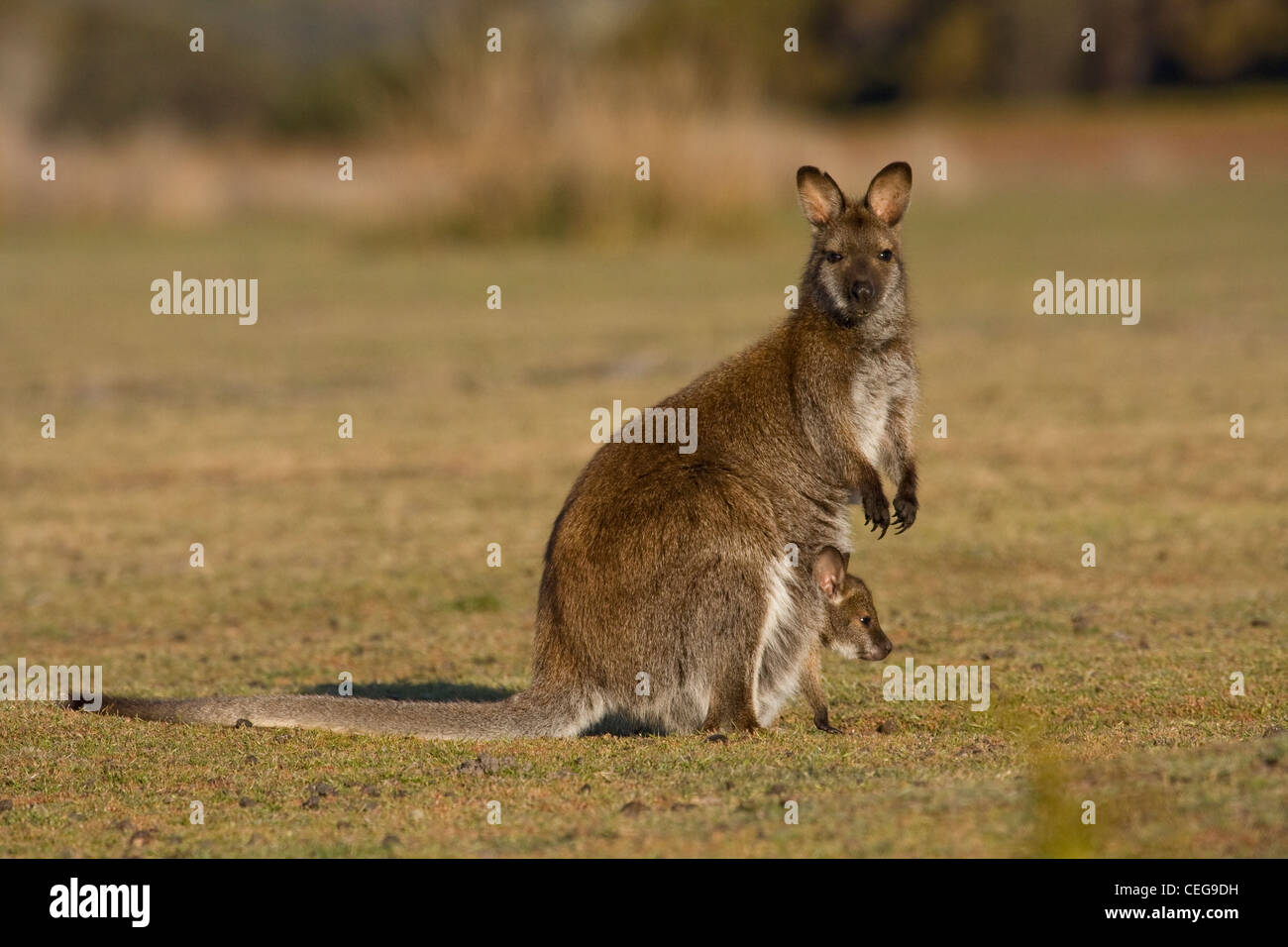 Bennetts Wallaby ( Macropus rufogriseus ) con joey al tramonto Foto Stock