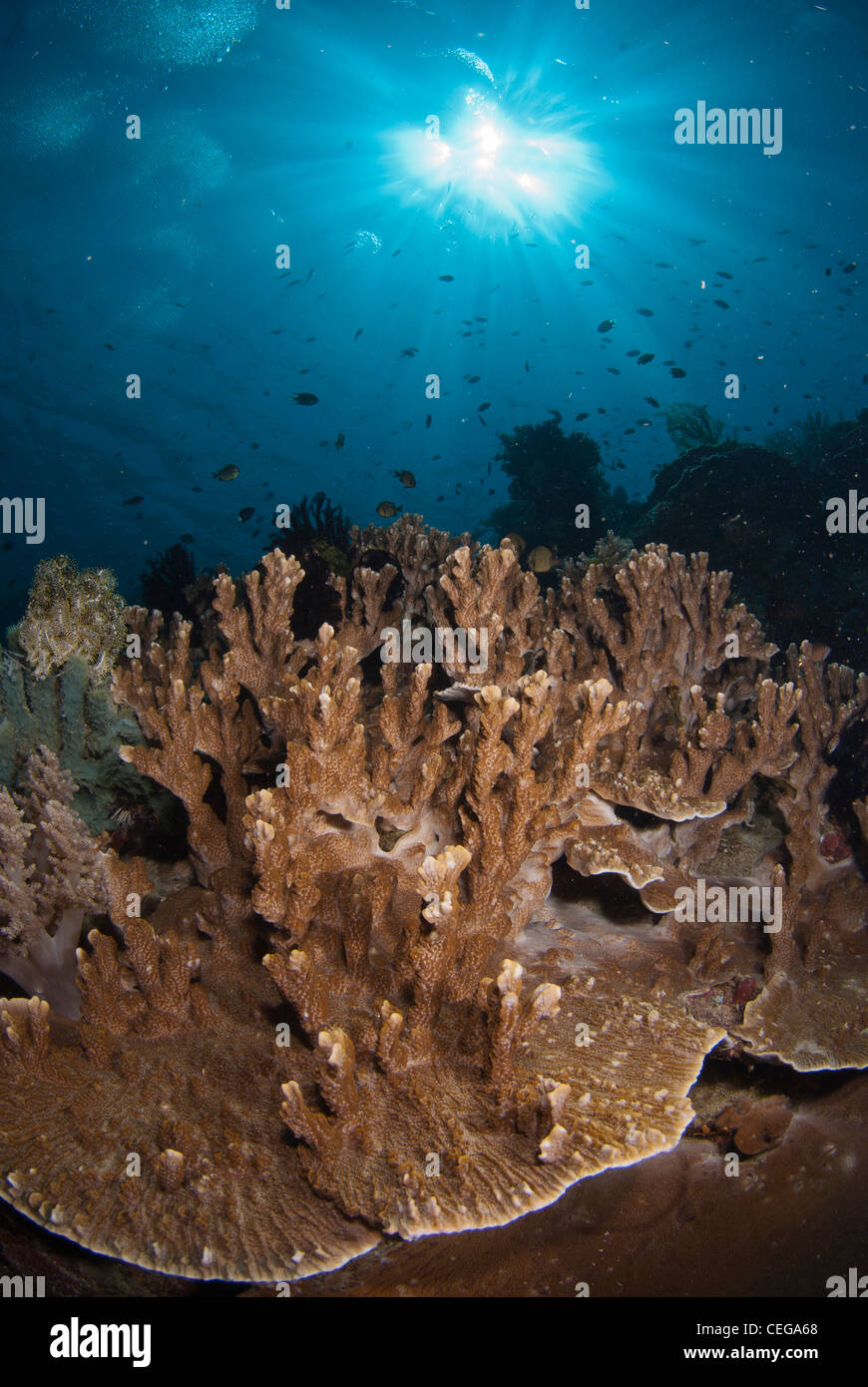 Un marrone acropora hard Coral reef formazione in acque profonde dal vulcano di Manado Tua, Nord Sulawesi, Indonesia Foto Stock