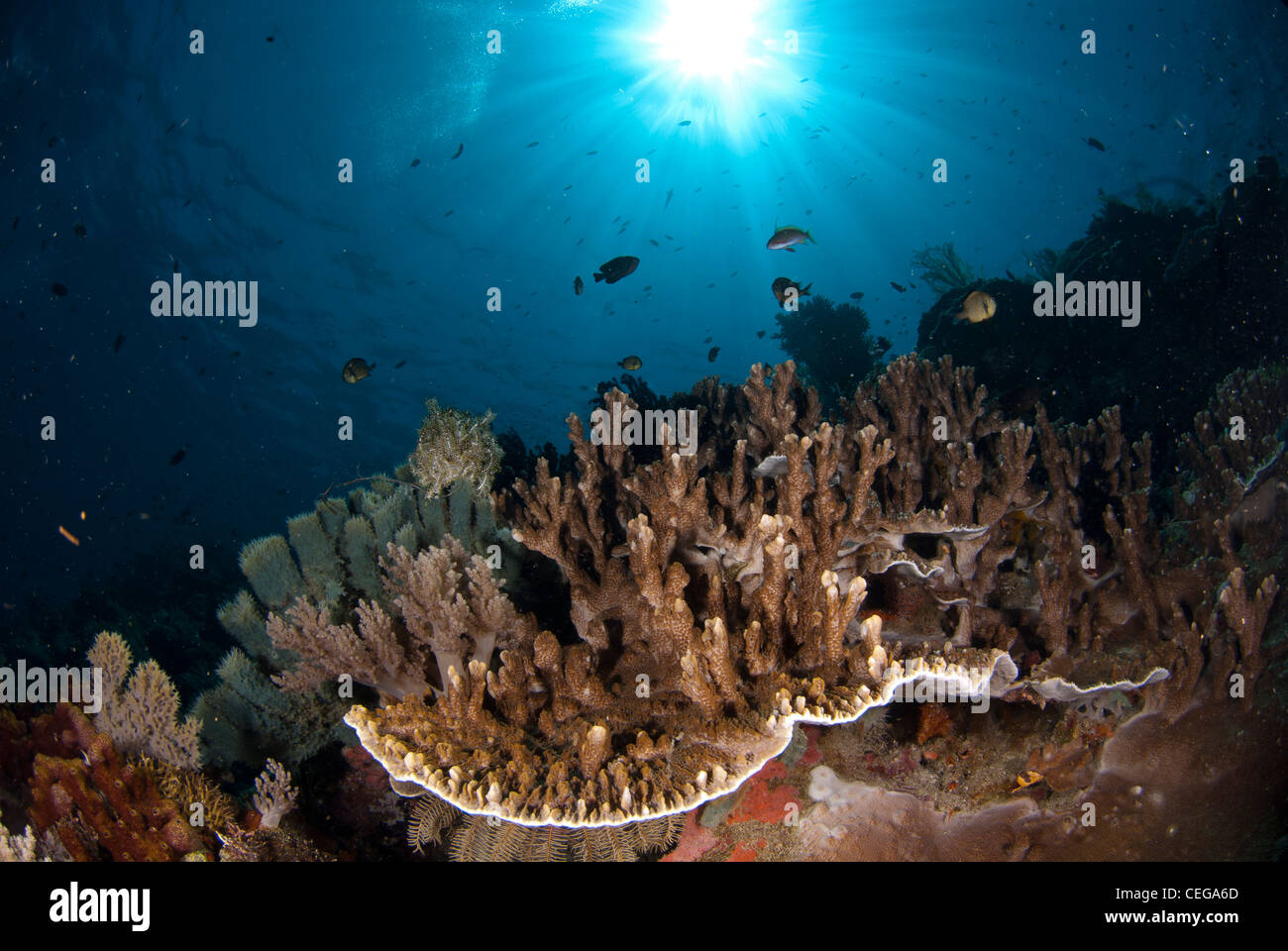 Un marrone acropora hard Coral reef formazione in acque profonde dal vulcano di Manado Tua, Nord Sulawesi, Indonesia Foto Stock