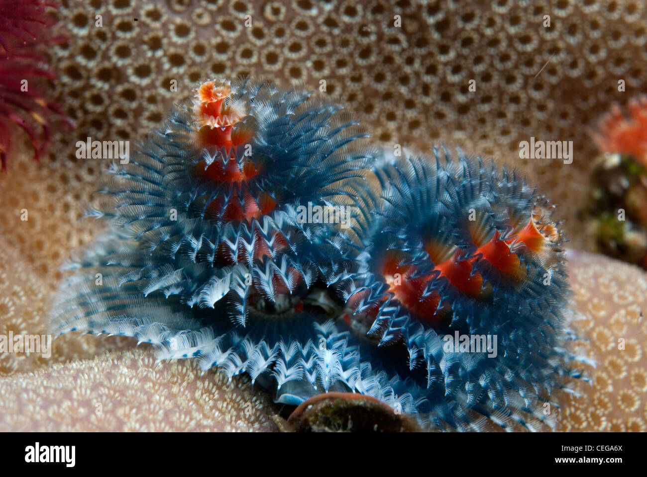 Un albero di Natale Worm (Spirobranchus giganteus) vive sulla parte superiore del disco di teste di corallo e può essere di diversi colori. Asia Foto Stock
