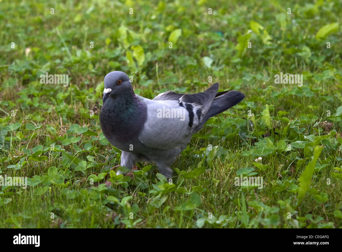 Pigeon è su un prato verde Foto Stock