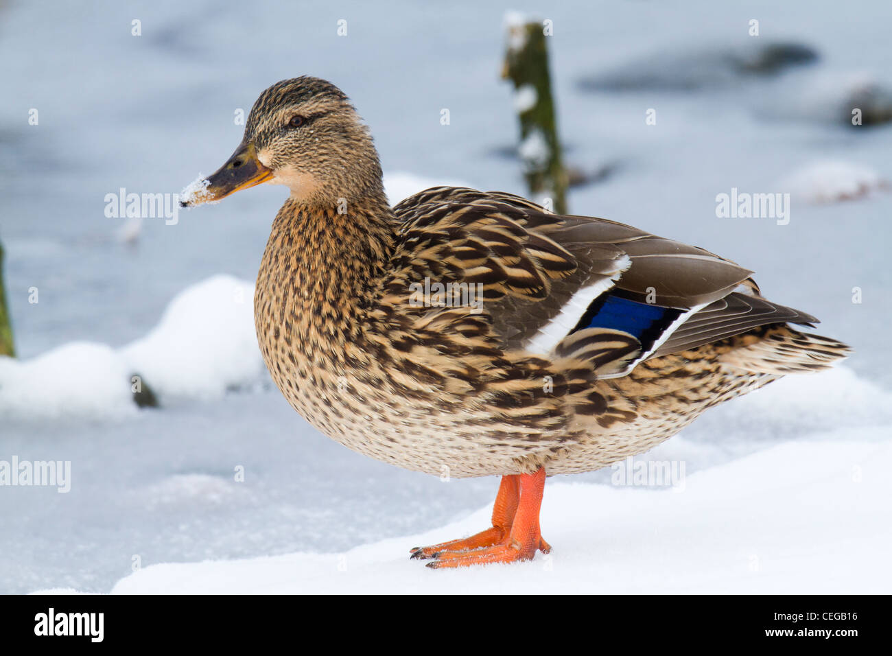 Femmina di germano reale (Anas platyrhynchos) in piedi nella neve Foto Stock