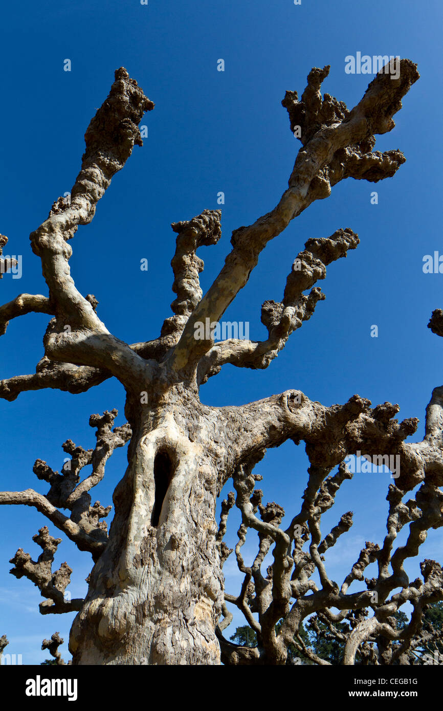 Pollarded (potato) London plane tree (platanus acerifolia ibrido) cresce in Golden Gate Park di San Francisco. Foto Stock