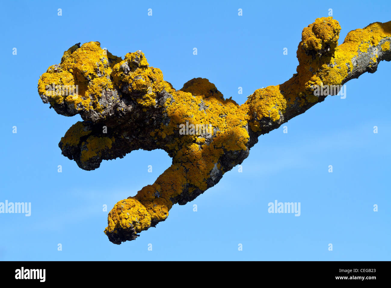 Lichene giallo su un pollarded (potato) London plane tree (platanus acerifolia ibrido) cresce in Golden Gate Park di San Francisco. Foto Stock
