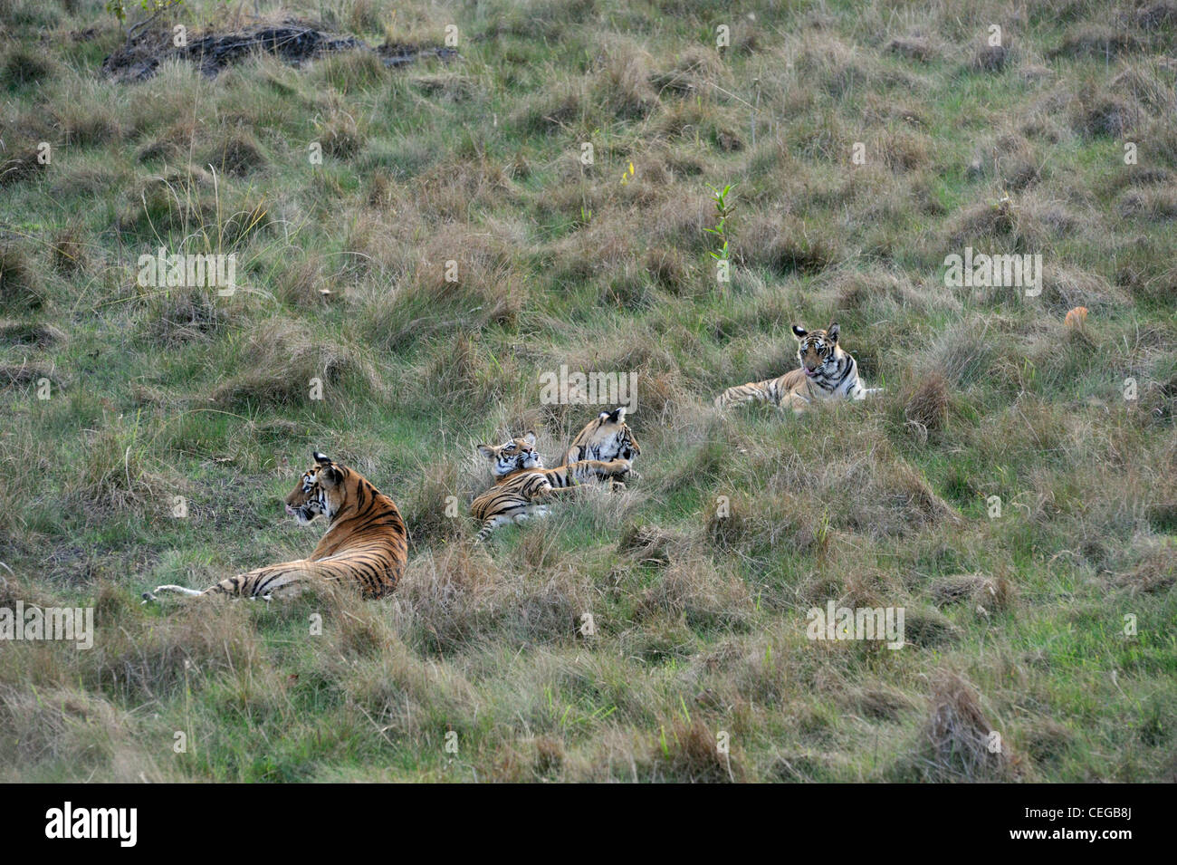Tigre del Bengala famiglia (Panthera tigris) in Bandhavgarh National Park, Madhya Pradesh, India Foto Stock