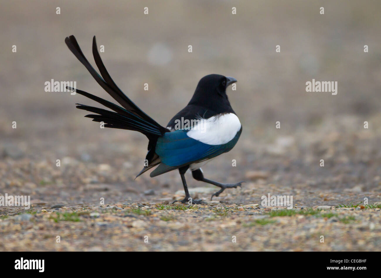 Gazza Pica pica camminando con coda diffusione aperto Foto Stock