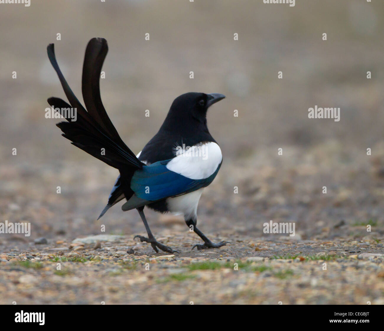 Gazza Pica pica camminando con coda diffusione aperto Foto Stock