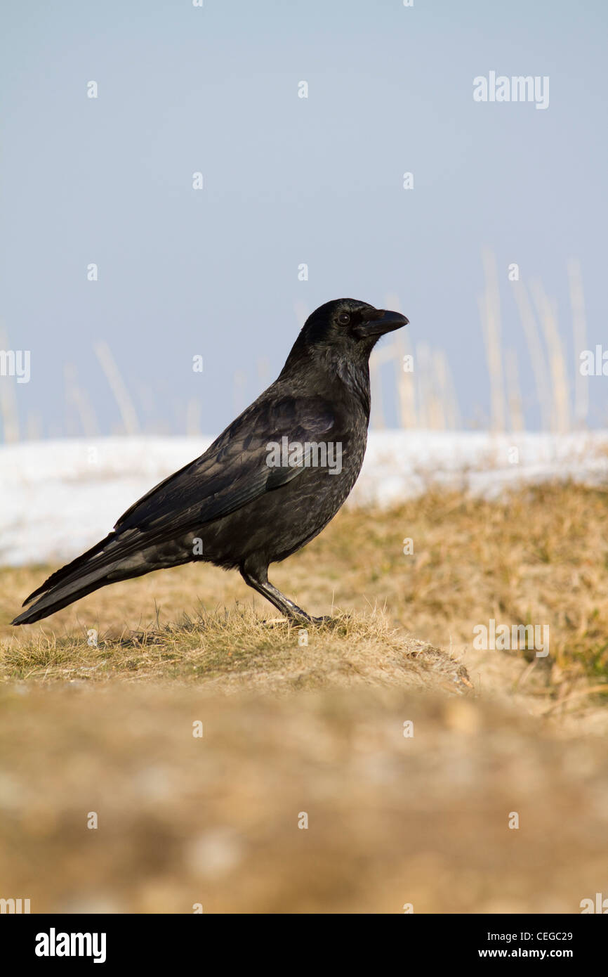 Un carrion crow (Corvus corone) sorge su una chiazza di neve e scrubby erba contro un pallido cielo blu Foto Stock
