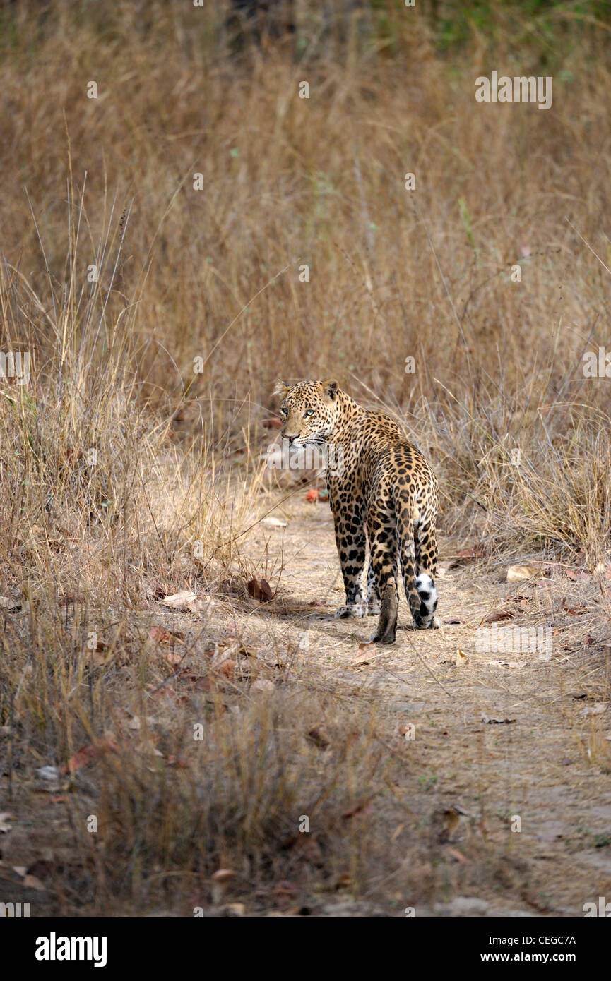 Leopard (Panthera pardus) in Bandhavgarh National Park, Madhya Pradesh, India Foto Stock